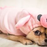 innerer Schweinehund überwinden