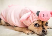 innerer Schweinehund überwinden