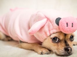 innerer Schweinehund überwinden