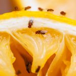 Fruchtfliegen loswerden