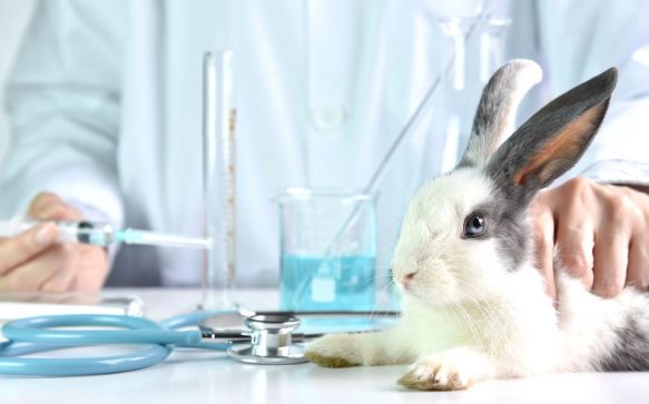 Diese Kosmetik-Firmen verzichten auf Tierversuche