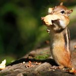 Superfood Walnüsse