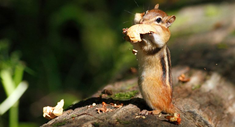 Superfood Walnüsse: Vier gute Gründe, um sie öfter mal zu knabbern