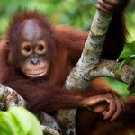 Wie Palmöl den Regenwald zerstört und was du dagegen tun kannst