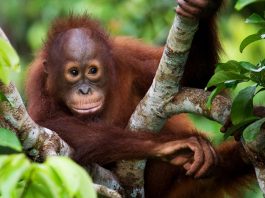 Wie Palmöl den Regenwald zerstört und was du dagegen tun kannst