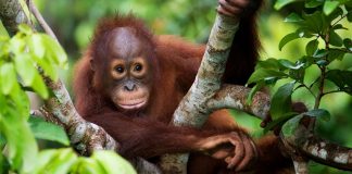 Wie Palmöl den Regenwald zerstört und was du dagegen tun kannst