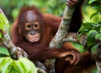 Wie Palmöl den Regenwald zerstört und was du dagegen tun kannst