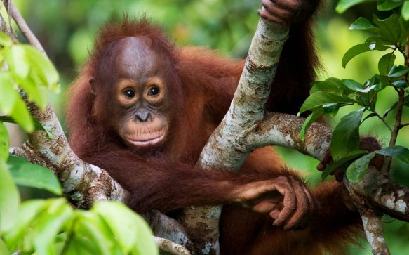 Wie Palmöl den Regenwald zerstört und was du dagegen tun kannst