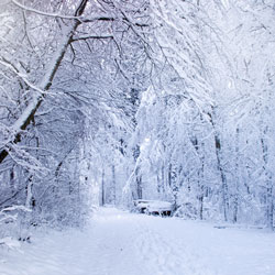 Date Spaziergang im Wald