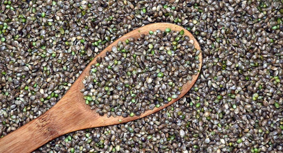 Hanfsamen - Eiweißlieferanten für Veganer