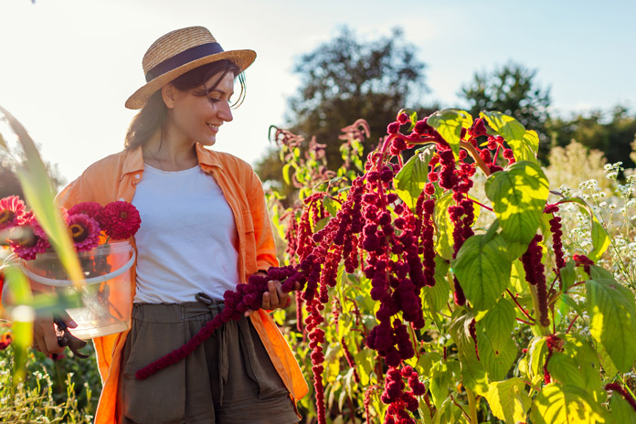 Amaranth aus dem eigenen Garten