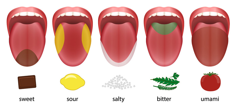 Zunge Geschmacksrichtungen