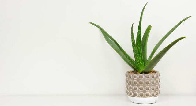 Aloe Vera