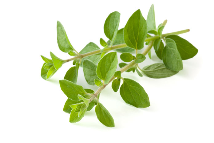 Oregano