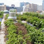 Urban Gardening: Beete erobern die Stadt zurück