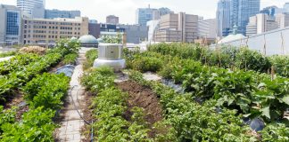 Urban Gardening: Beete erobern die Stadt zurück