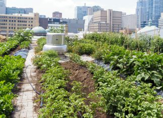 Urban Gardening: Beete erobern die Stadt zurück