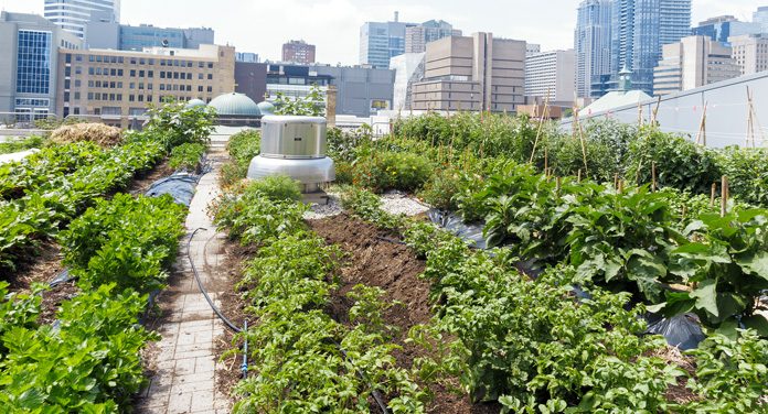 Urban Gardening: Beete erobern die Stadt zurück