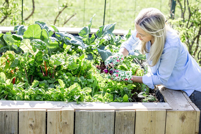 Gemüsegarten anlegen