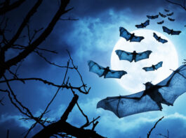 Vampire auf dem Vormarsch: Buffy bekommt ein Reboot!