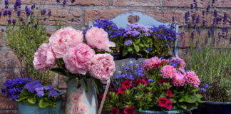 Die besten Blumen, um dein Zuhause zu dekorieren