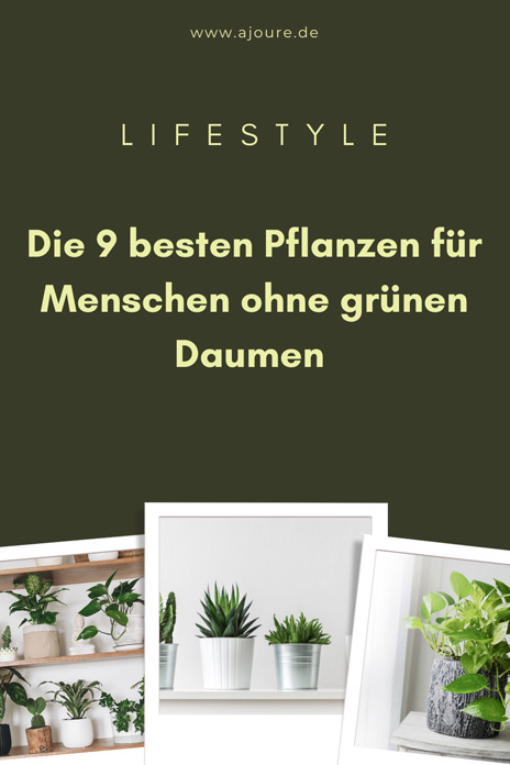 Die 9 besten Pflanzen für Menschen ohne grünen Daumen