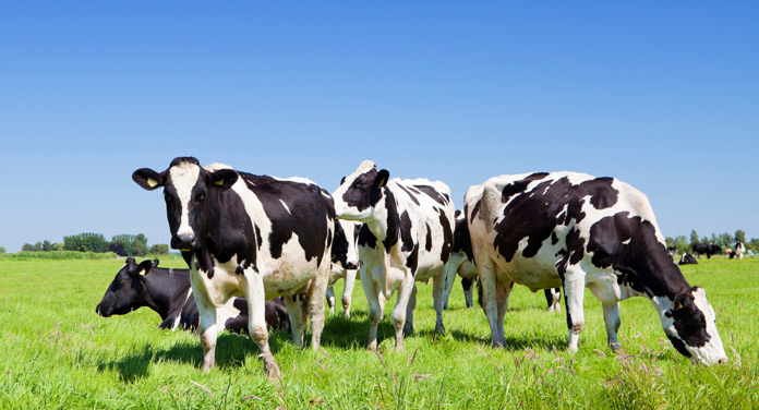 Deshalb sind Produkte aus Weidemilch die bessere Wahl