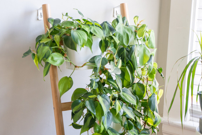 Kletter-Philodendron