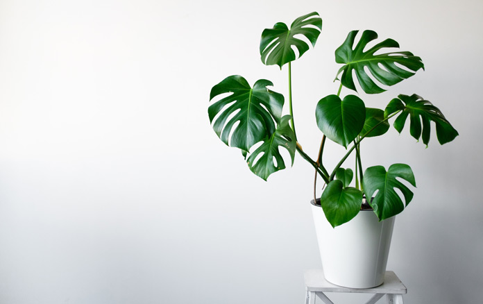 Monstera