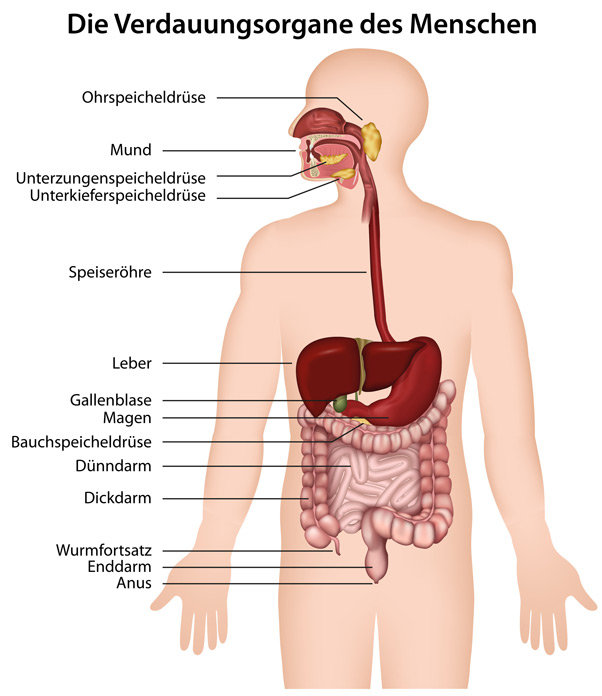 Verdauungsorgane des Menschen
