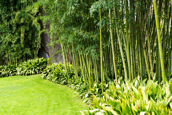 chinesischer Garten Bambus