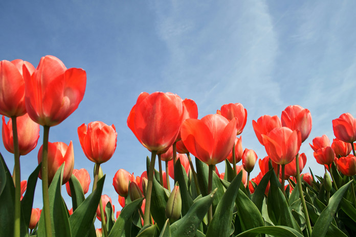 Tulpen