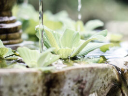 chinesischer Garten anlegen