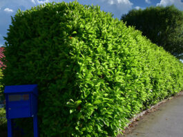 Kirschlorbeer Hecke