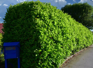 Kirschlorbeer Hecke