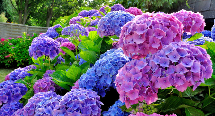 Hortensie Waage