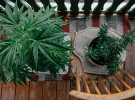 Cannabis zuhause anbauen und konsumieren