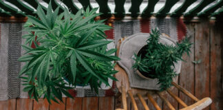 Cannabis zuhause anbauen und konsumieren
