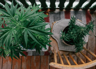 Cannabis zuhause anbauen und konsumieren