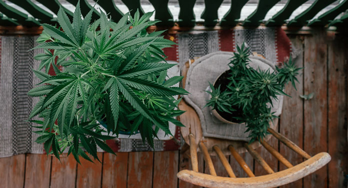 Cannabis zuhause anbauen und konsumieren