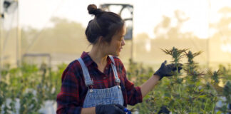 Cannabis im Alltag verstehen: Herkunft, Praxis und Verantwortung Cannabis im Alltag