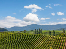 Zwischen Wald und Weitblick – warum Pfalzen genau dein Ruheort sein könnte Pfalzen