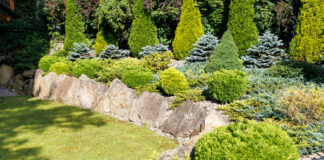 Immergrüner Garten mit verschiedenen Pflanzen.